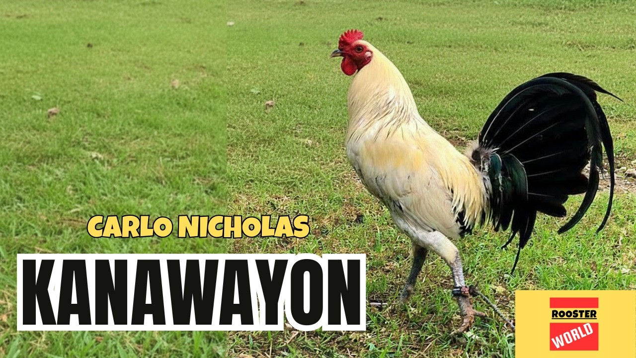 PBF 2025 | Carlo Nicholas | Boy Gamilla