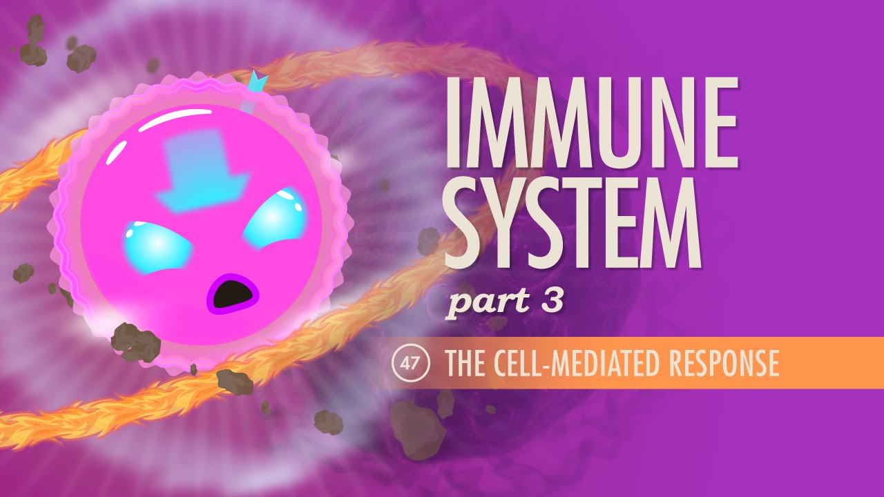 Immune System, Part 3: Crash Course Anatomy & Physiology #47