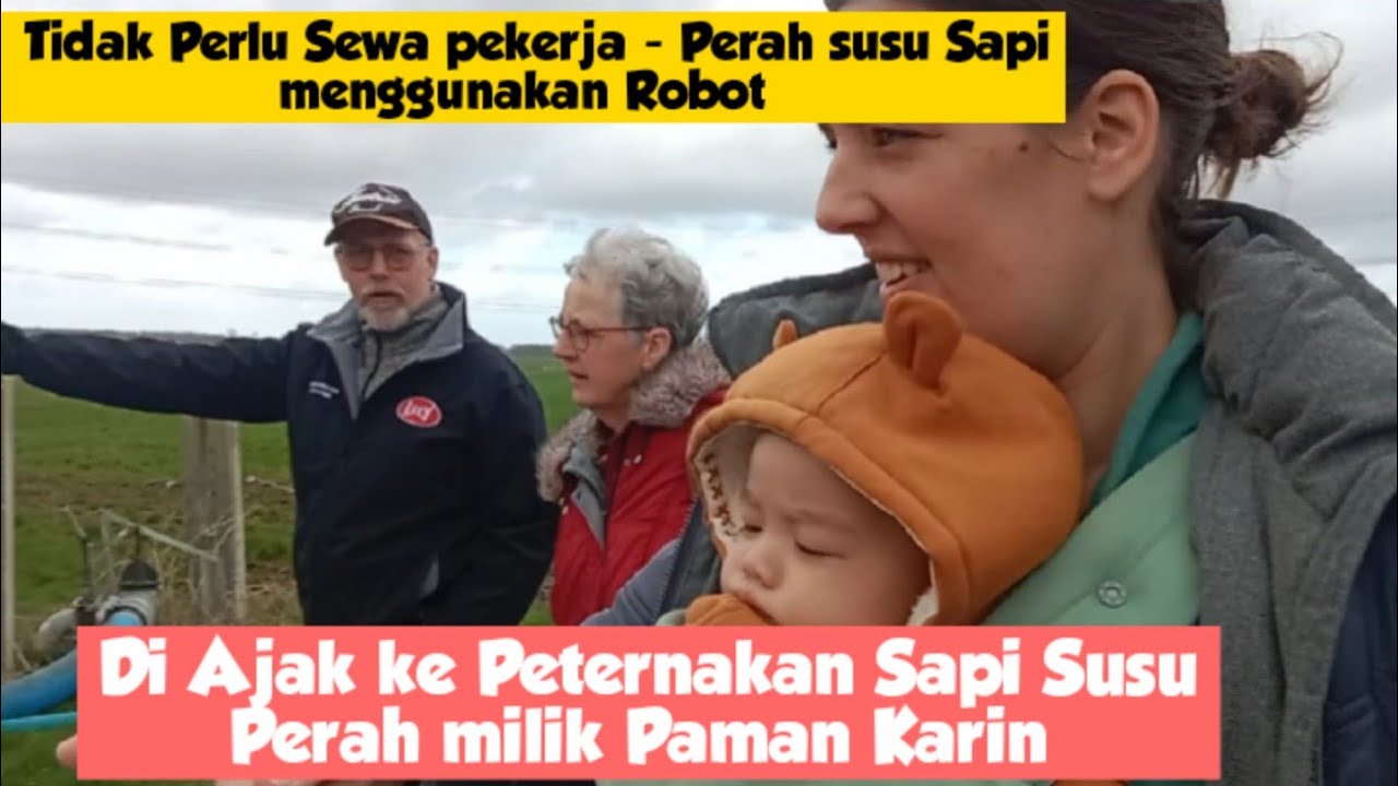 Peternakan  Sapi  Milik keluarga ISTRI BULE di belanda [] Perah susu Sapi pakai ROBOT