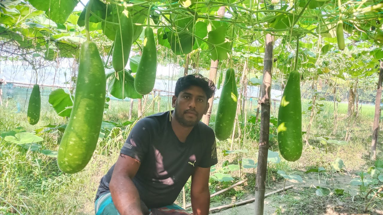 👉 সফল কৃষক সাইফুল ভাইয়ের লাউ চাষের গল্প।  Profitable Lau Cultivation in Bangladesh