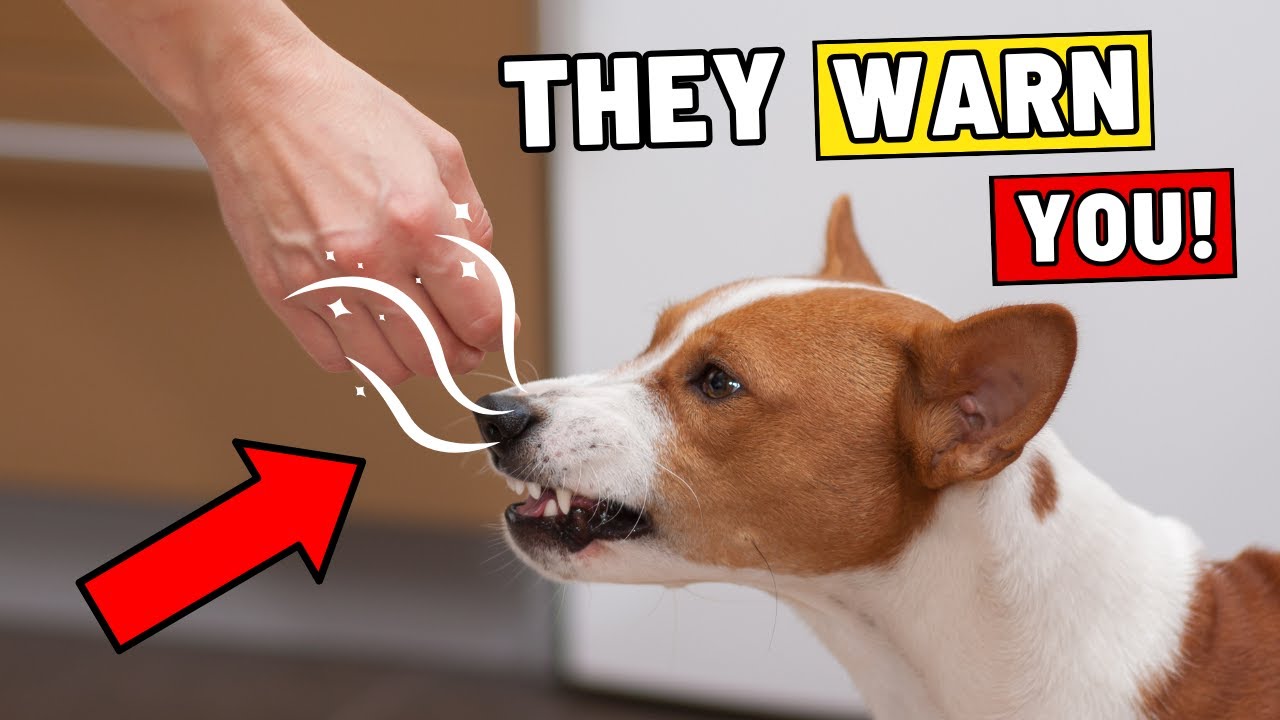They Said Dogs Are Just Pets – But Then We Saw THIS