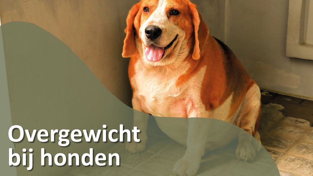 Overgewicht bij honden - Honden TV S02E01