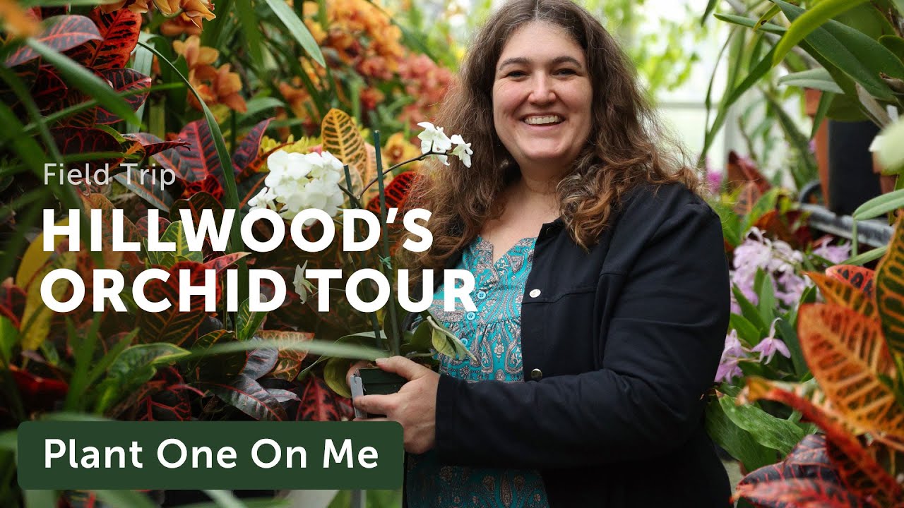 Tour ORCHID CONSERVATORY at Hillwood Estate — Ep. 367