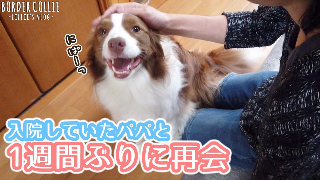 【パパとの再会】約一週間入院していたパパと久々に再会したボーダーコリー【嬉しい大爆発】/ Border collie reunites with discharged owner