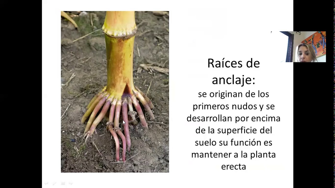 Video Planta adulta de maíz