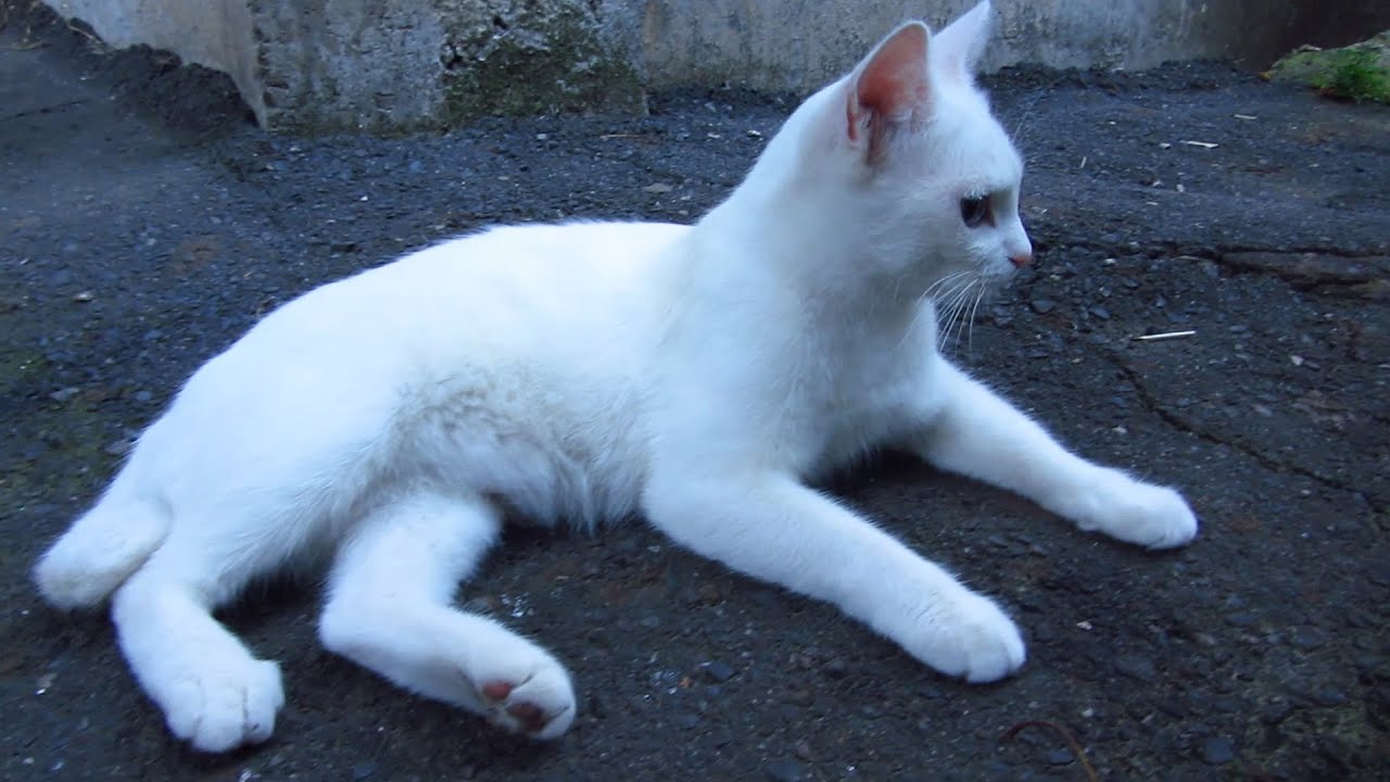 White kitten hisses and cats eating food