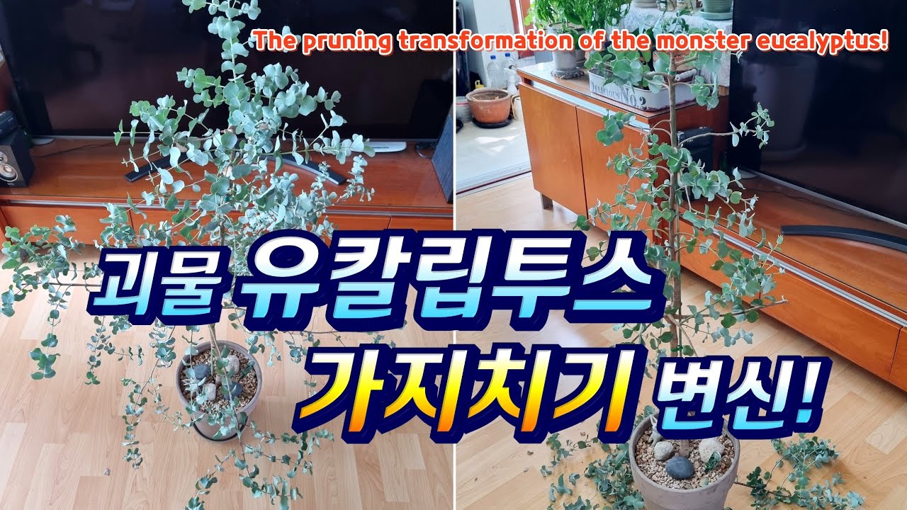 괴물 유칼립투스의 가지치기 변신! The pruning transformation of the monster eucalyptus!