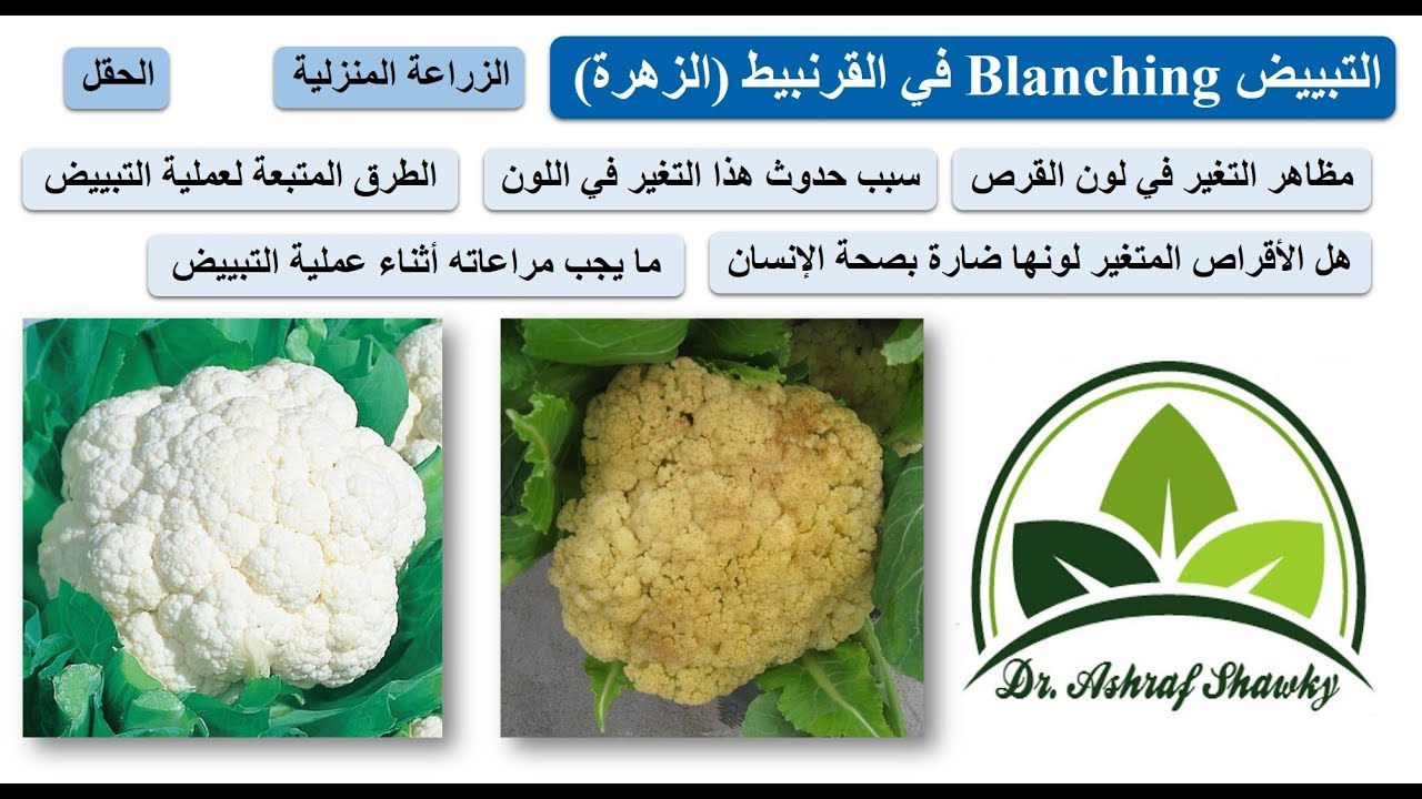 (112) كيف تحصل على قرص قرنبيط (الزهرة) ناصع البياض (عملية التبييض) | للحقول والزراعة المنزلية