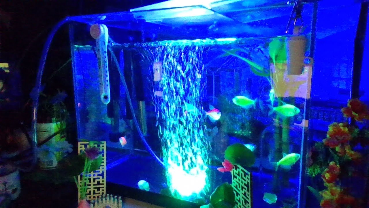 1.25.26 Blessed Sunday morning 1:27AM glofish