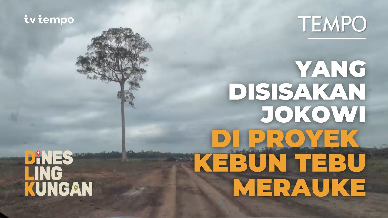 Dari Cetak Sawah Prabowo ke Kebun Tebu Jokowi di Papua | Dines Lingkungan Eps #4