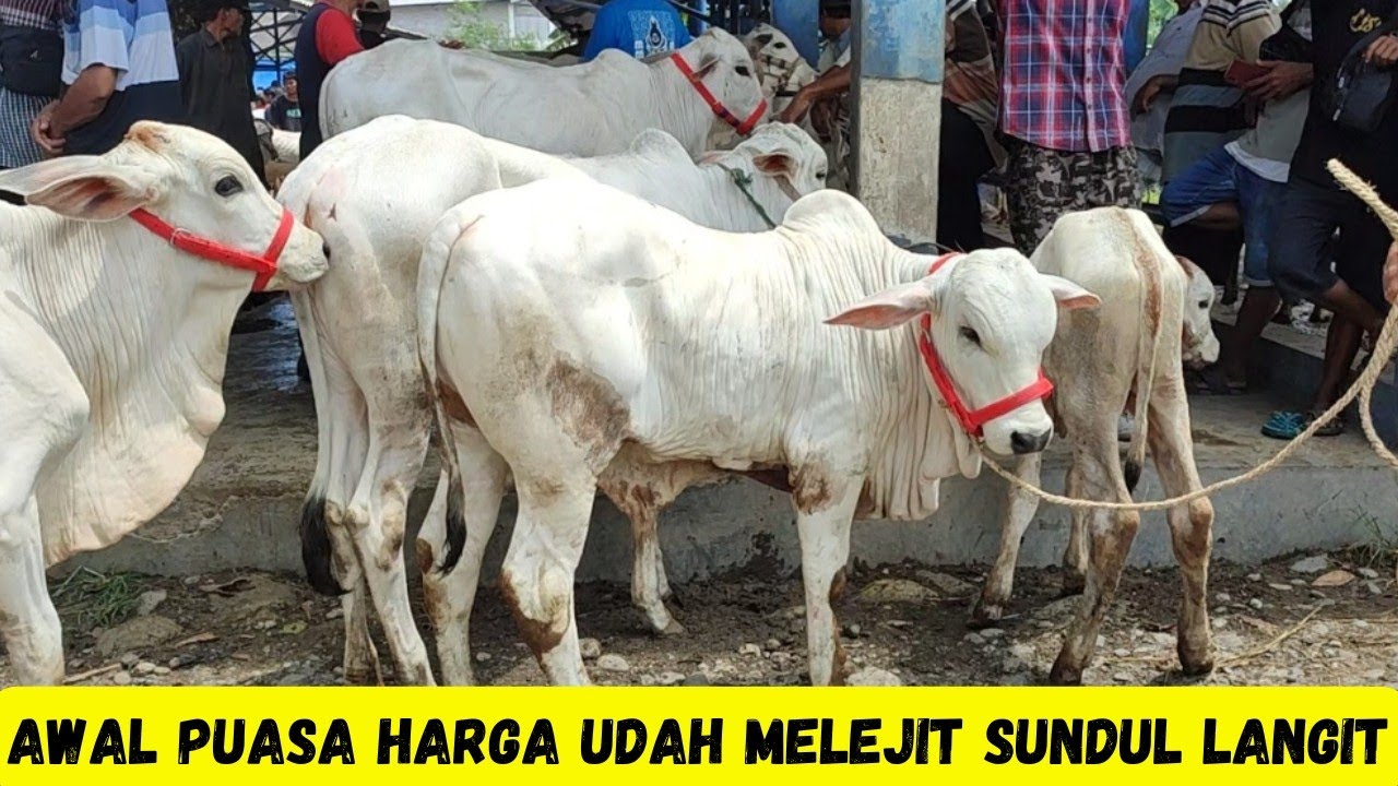 Melejit Sundul Langit‼️Pasaran Pertama Bulan Puasa Pasar Sapi Kebumen|Sapi PO Kebumen