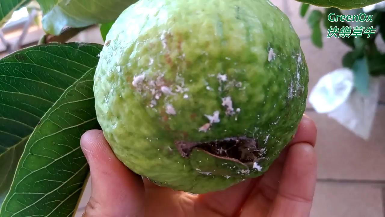 病蟲害介殼蟲、蚜蟲、白粉病防治  Pests control for Scale insects, aphid, powdery mildew