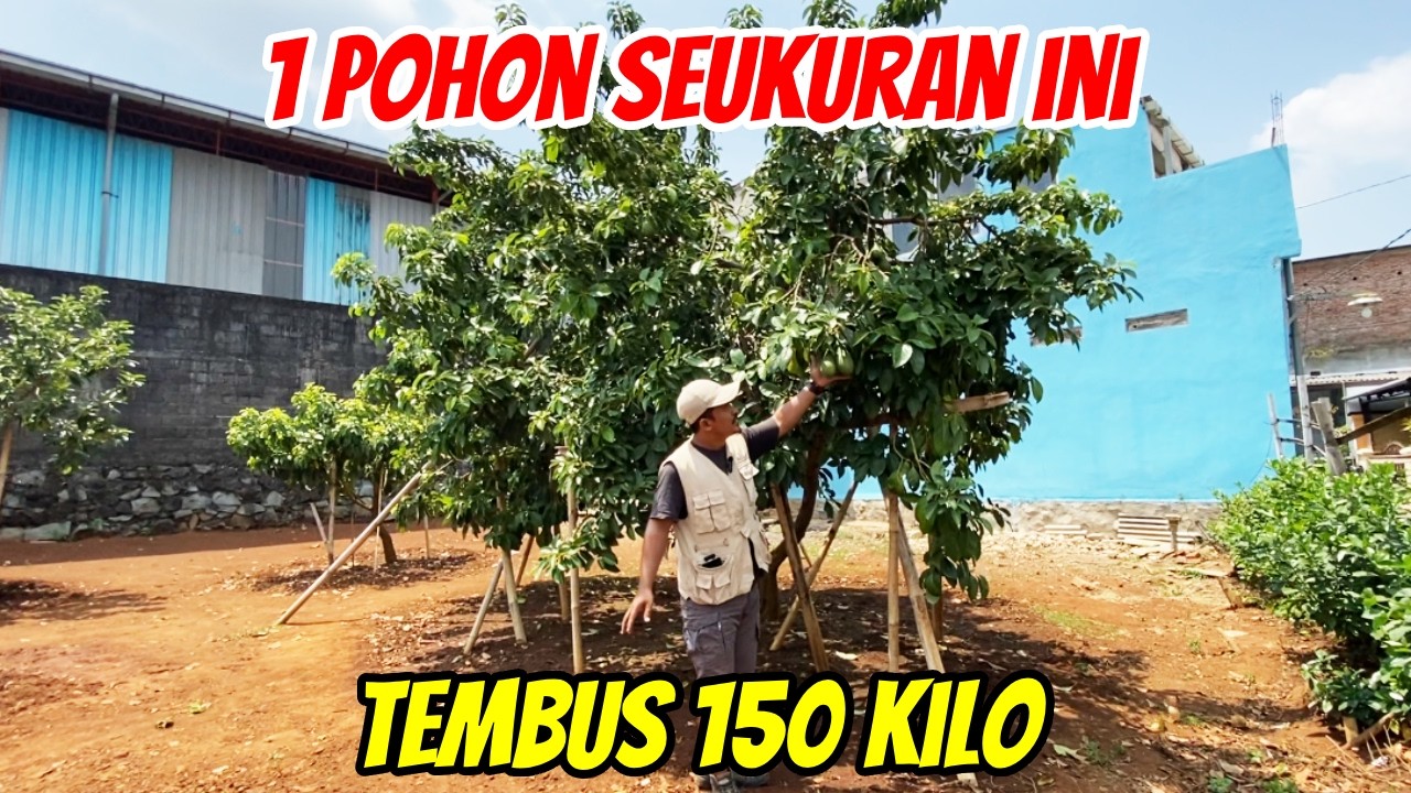 Pohon Alpukat Kahyangan Berbuah Sangat Lebat