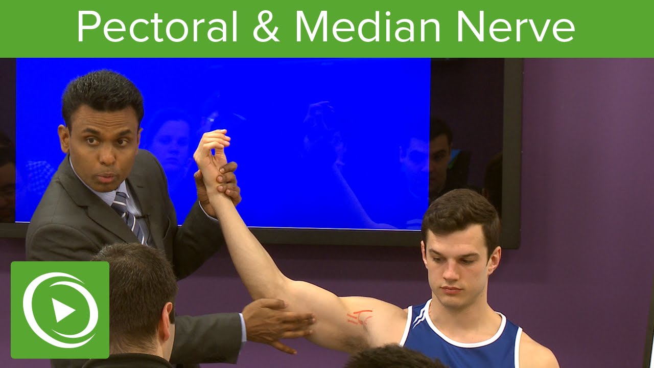 Pectoral & Median Nerve  – MRCS | Lecturio
