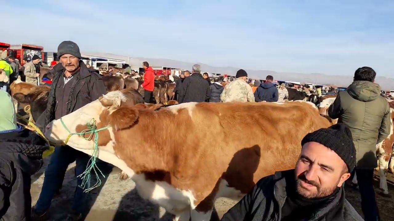 ŞARKIŞLA HAYVAN PAZARI BÜYÜKBAŞ BÖLÜM 2 18 KASIM 2023