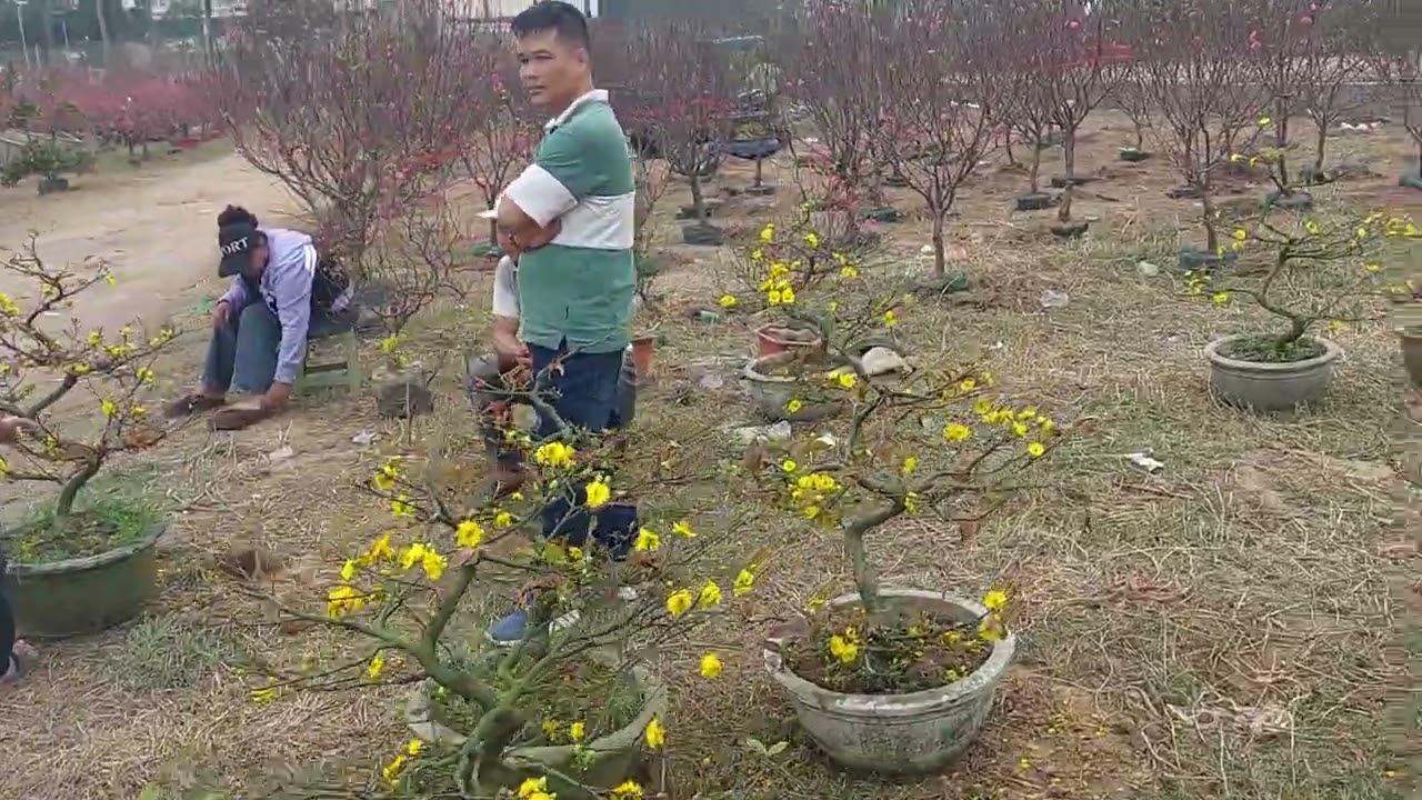 Nhiều mai như miền Nam