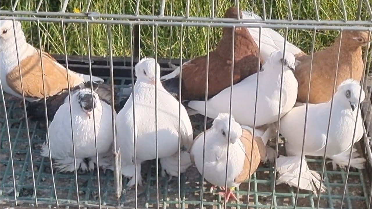 Rynek targ Wysokie Mazowieckie 07/06//2025 🕊🐓#shorts #pigeons #ptaki #króliki #kury #gołębie
