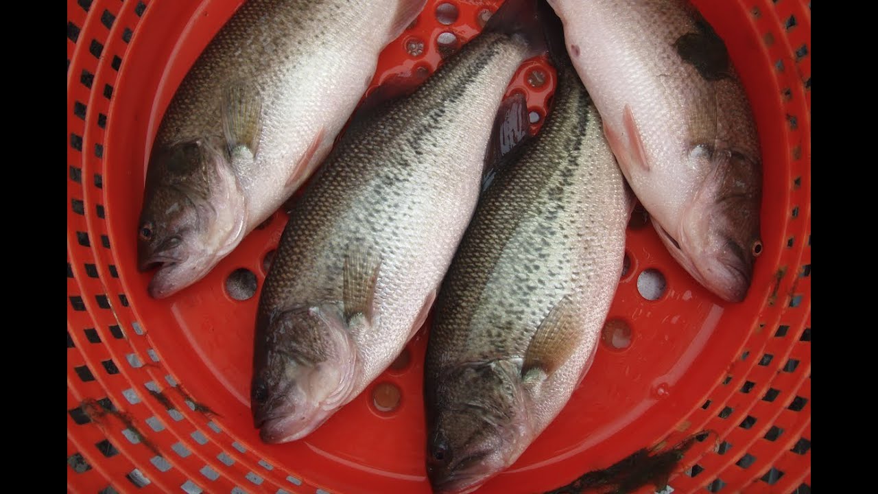 Largemouth Bass Production