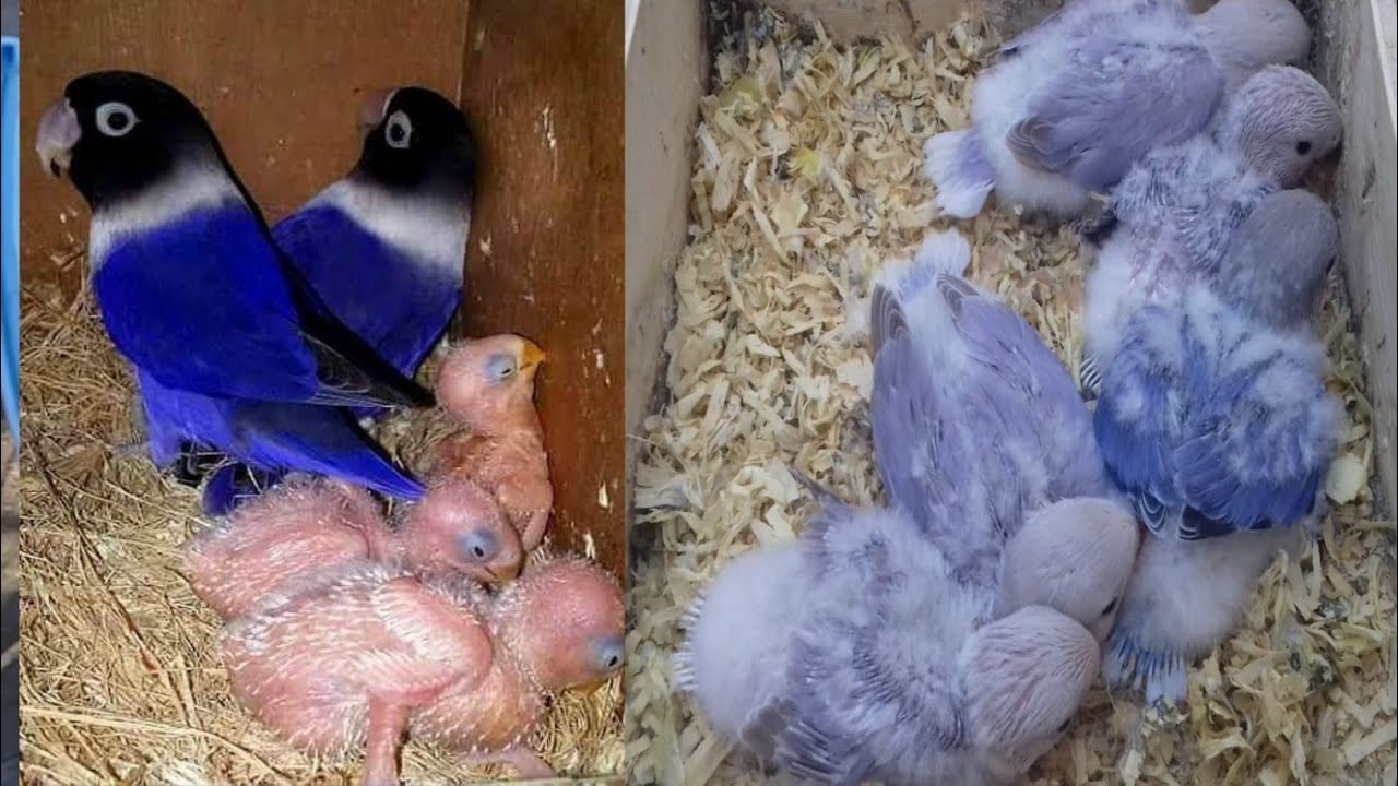 breeding progress of love birds  |  breeding lovebirds