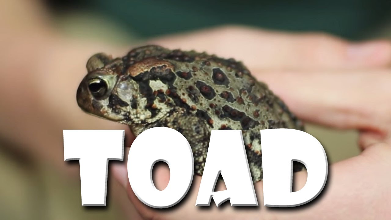 Animal Friday Fact - American Toad