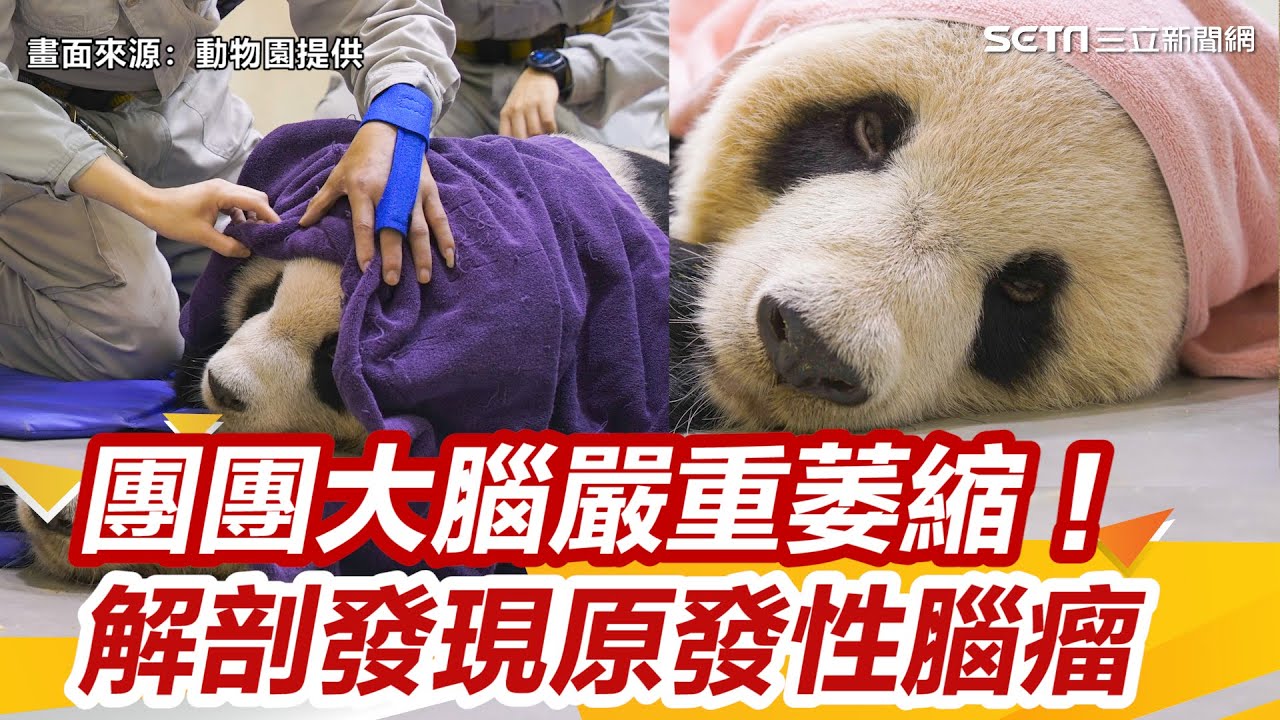 大貓熊團團解剖報告公布！「大腦嚴重萎縮」罹患原發性腦瘤｜三立新聞網 SETN.com