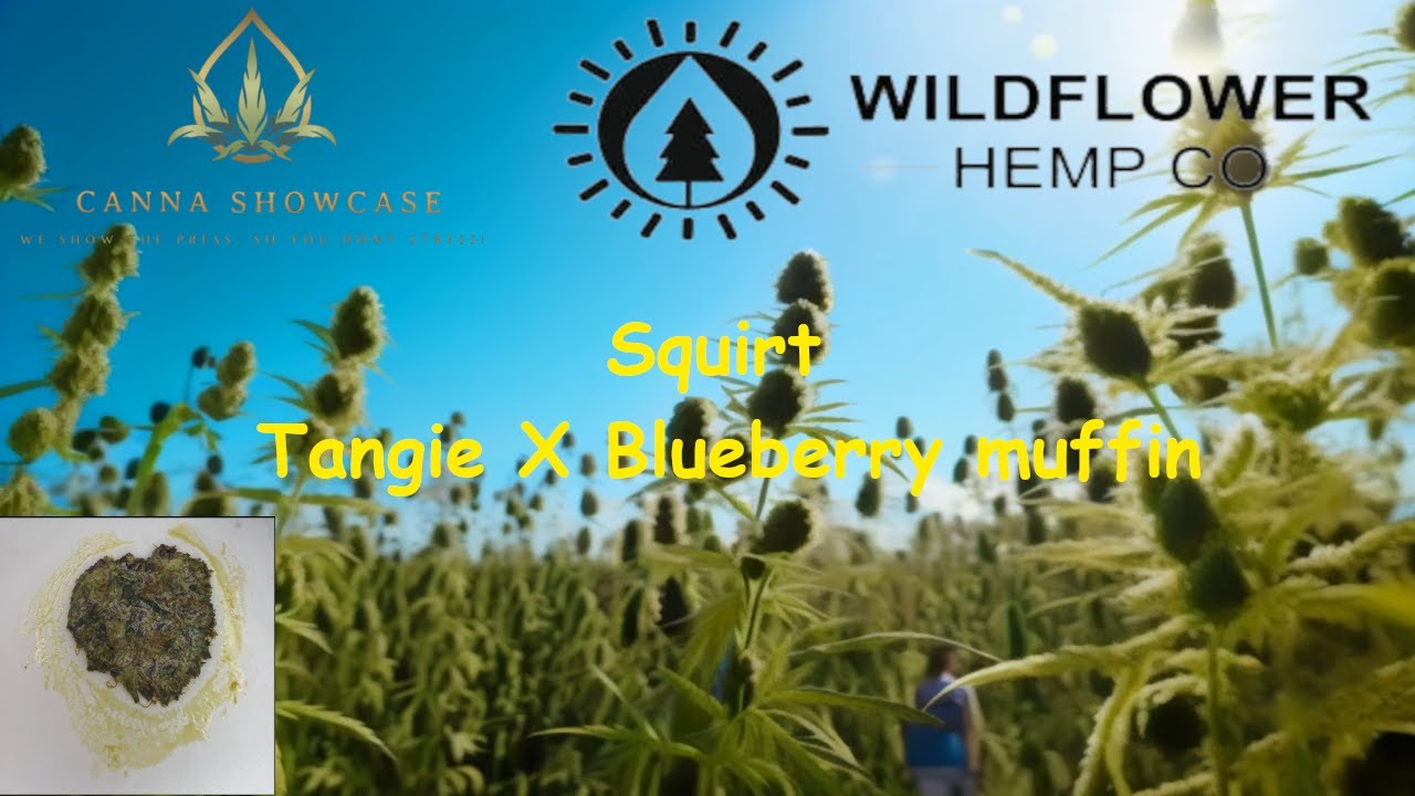Trying Wild Flower Hemp Co -  Squirt THCA review