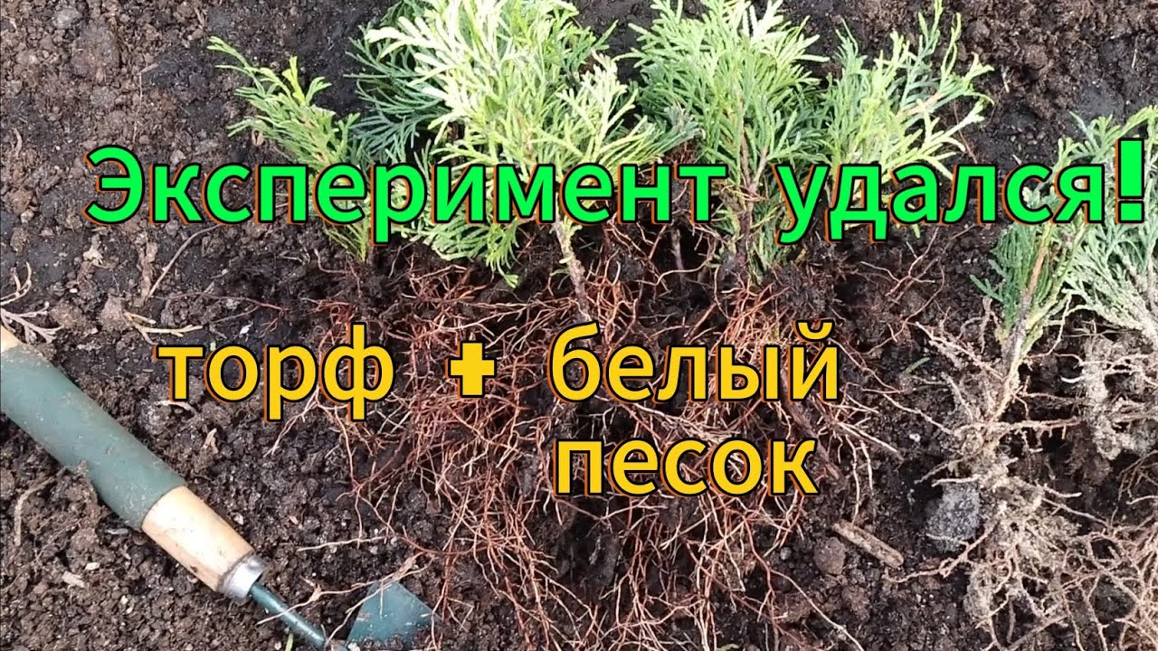 Туи укоренённые торф и песок. Часть 2. Результат Офигеть!!!
