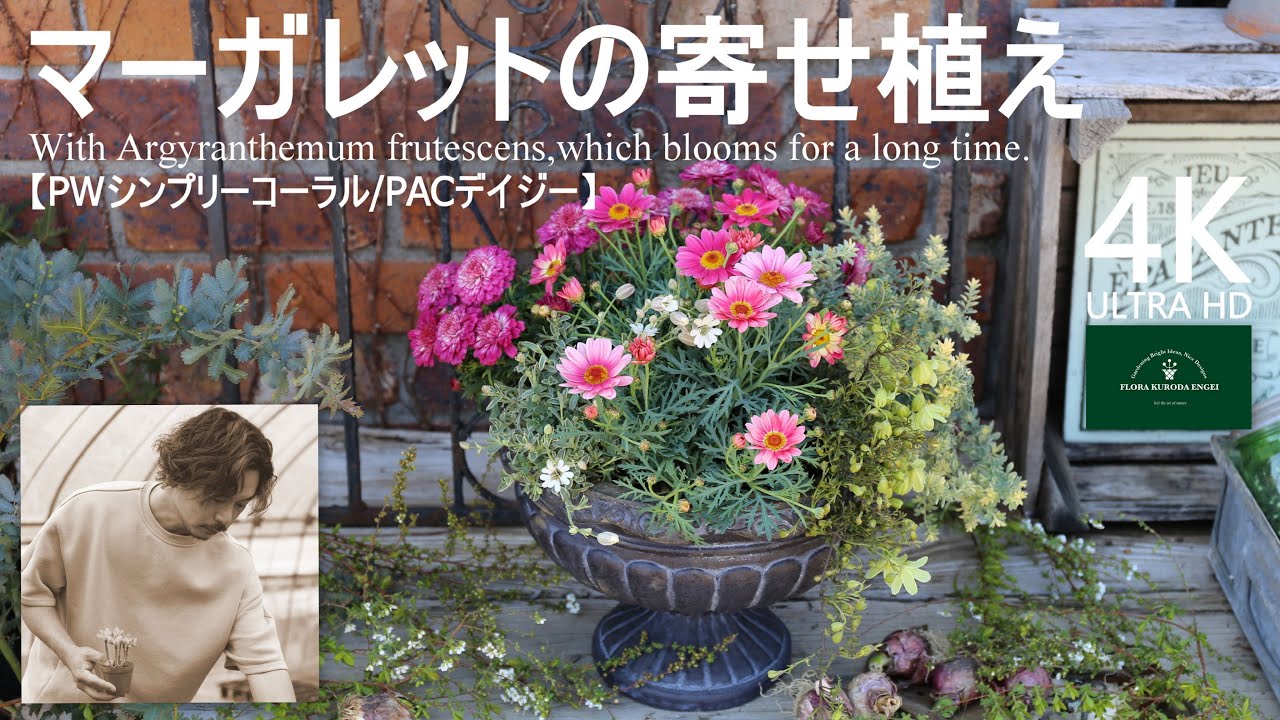 マーガレットの寄せ植え／春のピンク＆ホワイト【春のガーデニング】-フローラ黒田園芸- Spring gardening/ガーデニング/園芸/寄せ植え