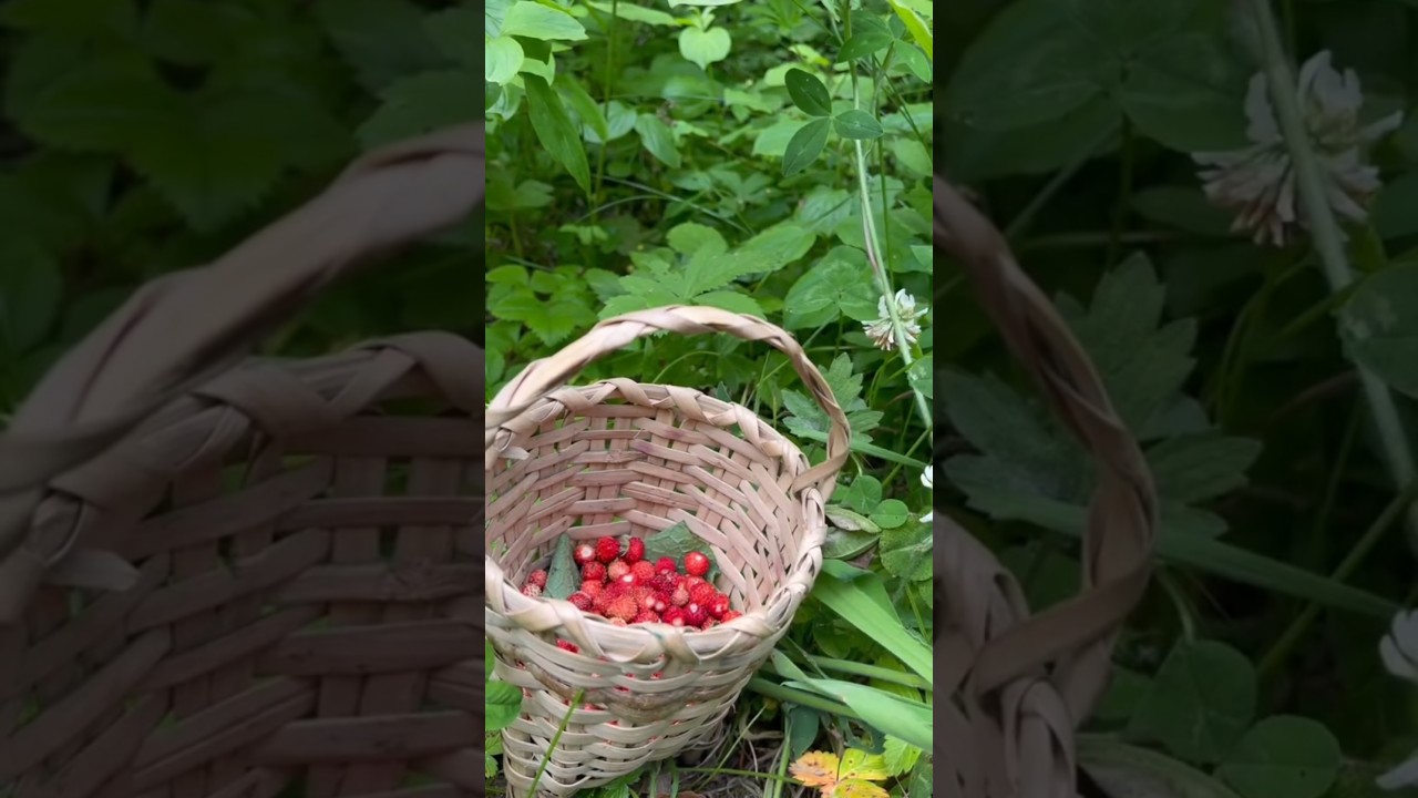 panen strawberry liar