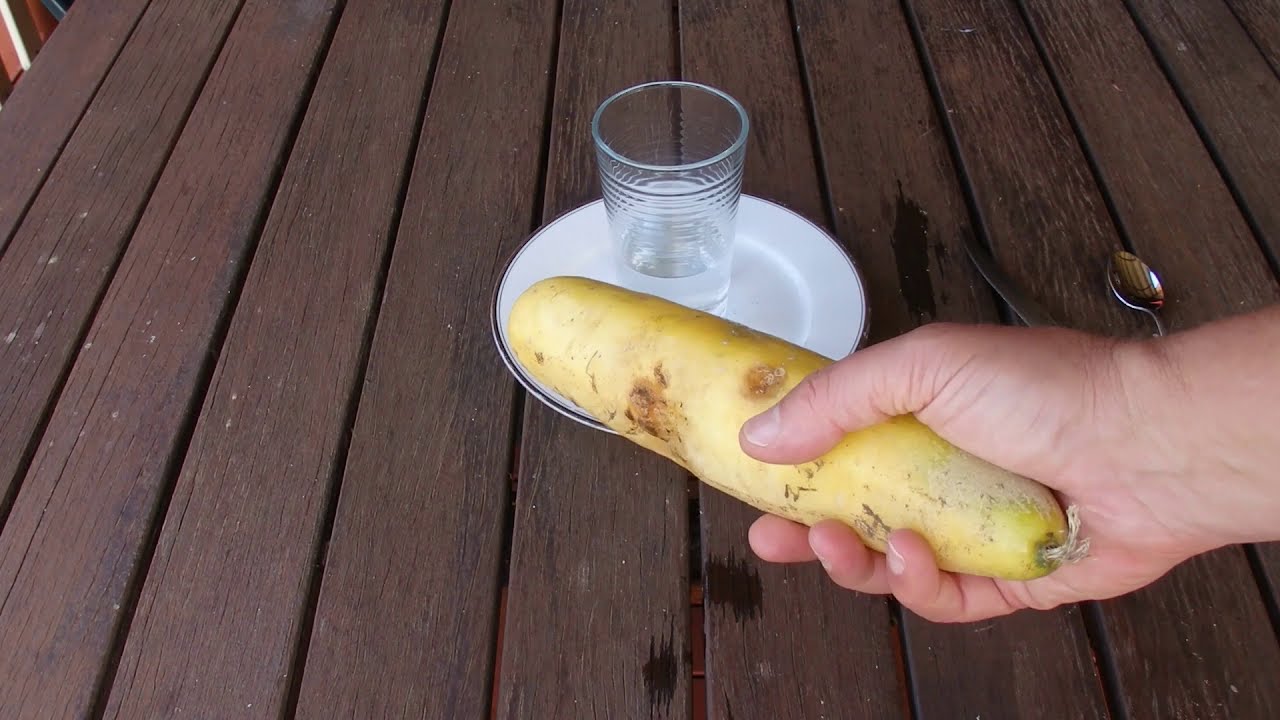 How to Save Cucumber Seeds - Step by Step Instructions - Tutorial - Backyard Vegetable Growing
