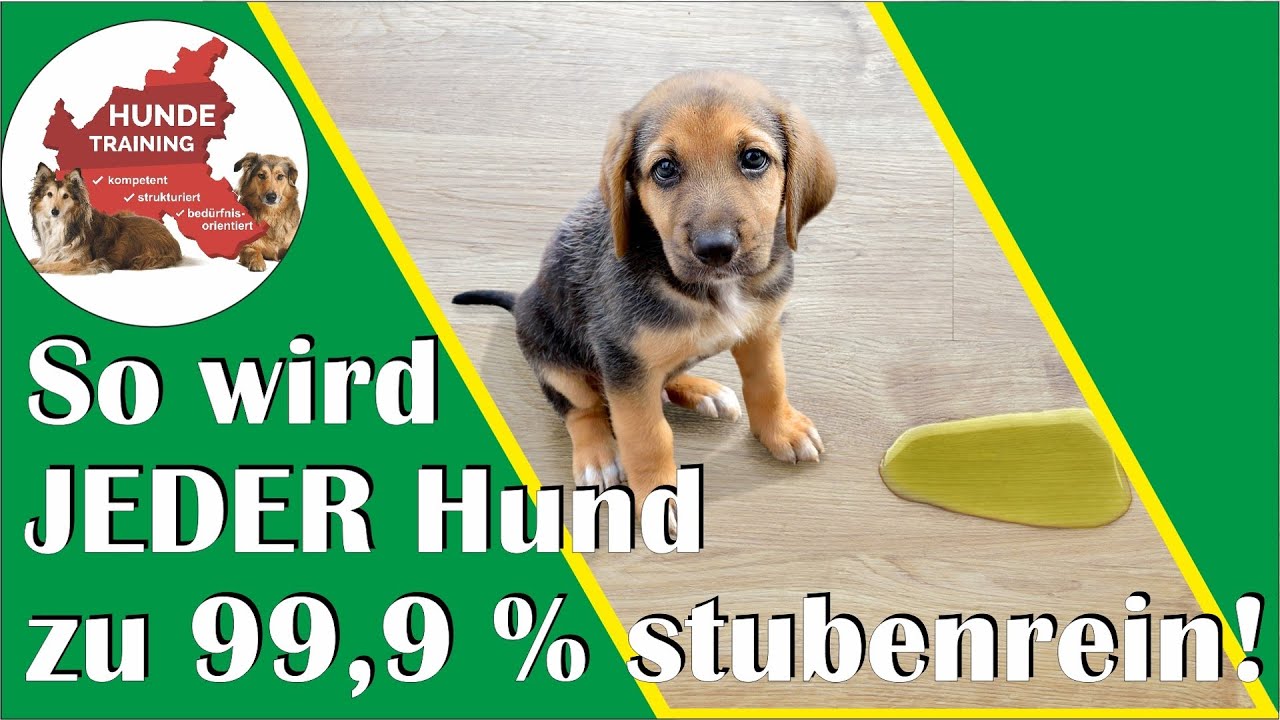 Stubenreinheit leicht erreichen: 10 wertvolle Tipps, die jeder Hundehalter kennen sollte!