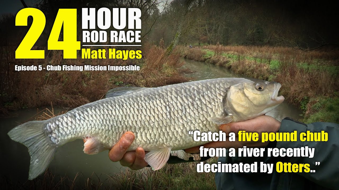 Matt Hayes 24 Four Rod Race |  Ep5 | Catch a big Chub from a river decimated by Otters!