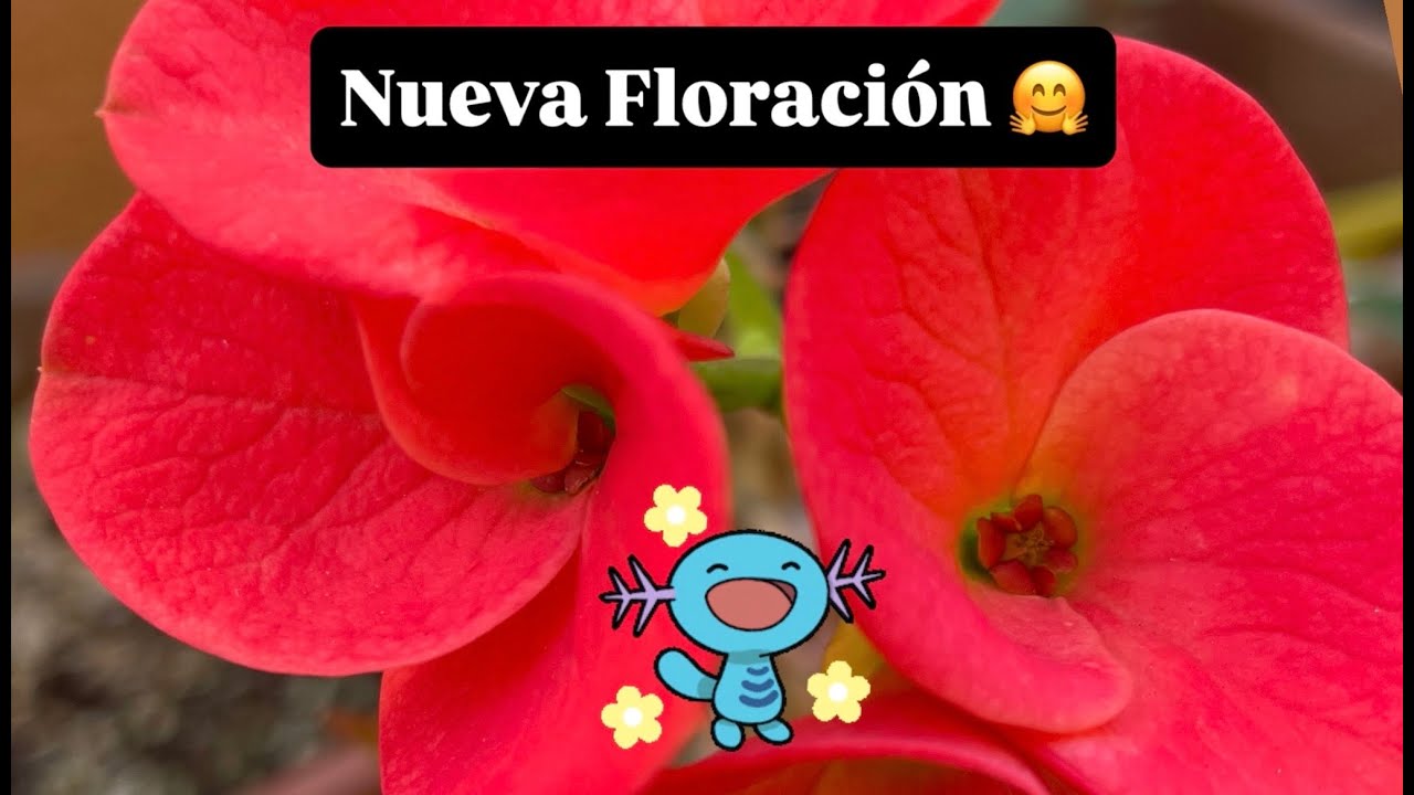 ♦️NUEVA FLORACIÓN DE OTOÑO~Parte 3 ‼️🌼🌺🌸🙋🏻‍♀️