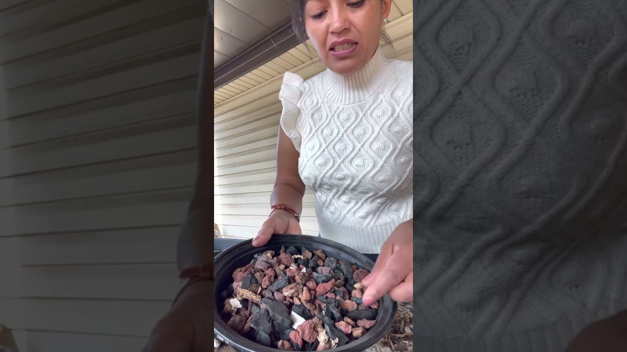 Transplante de orquídea cattleya .