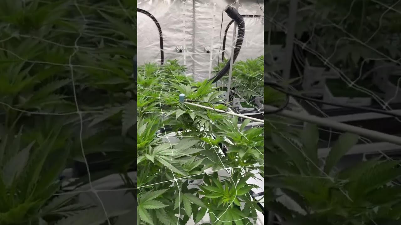 Cookies Seedbank Dried Fruit & Elephant Trunk #cannabis #cannabiscultivation #cannabiseducation