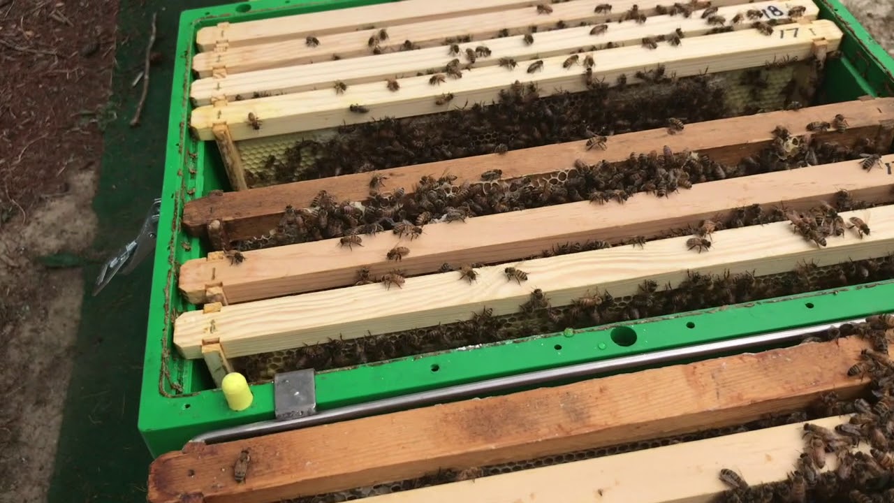 Honey Bee Brood Pattern, Capped and uncapped Larvae