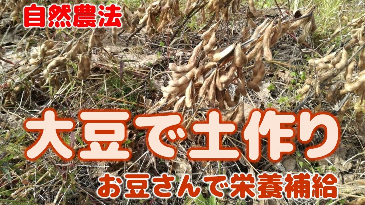 自然農法　大豆で土作り　お豆さんで栄養補給