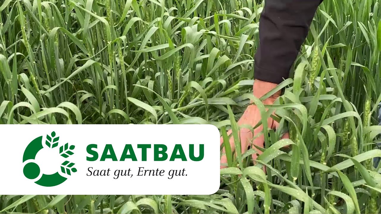Bestandesführung Winterweizen Anfang Juni 2021 | SAATBAU LINZ
