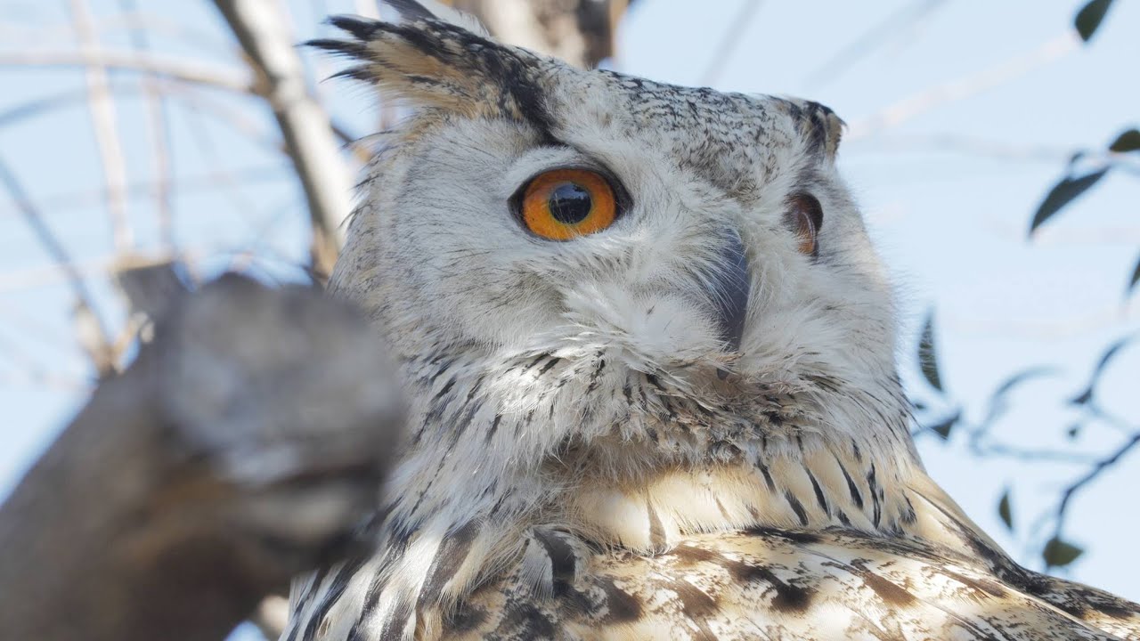 フカフカと4Kの瞳【シベリアワシミミズク／Siberian eagle owl】 [4K] ZOO