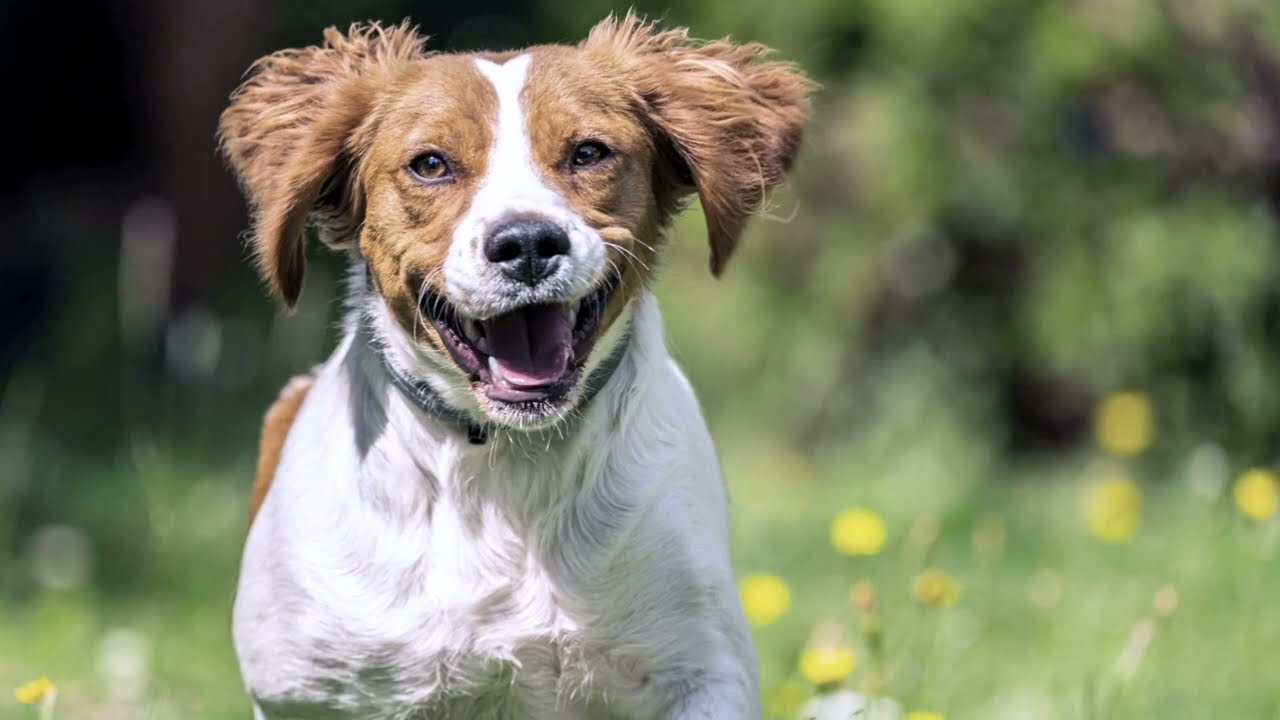 ¿Conoces la raza de perro Spaniel Bretón? 🐾​ Curiosidades de esta raza tan elegante.