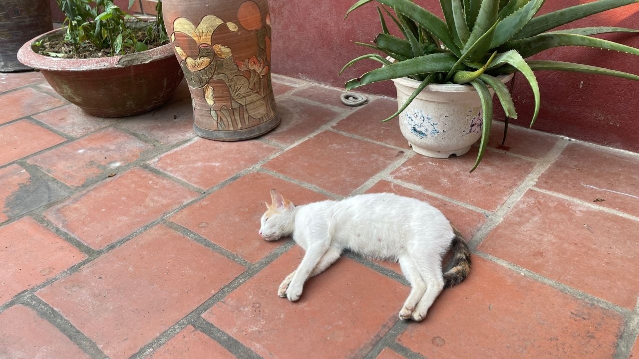 Особая связь: мальчик, который заботился об уставшей кошке-маме.