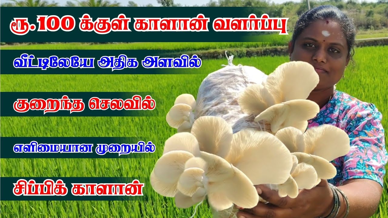 Grow Mushrooms at Home🍄வீட்டிலேயே காளான் வளர்ப்பு  | Easy Mushroom Farming  #mushroomfarming #tamil