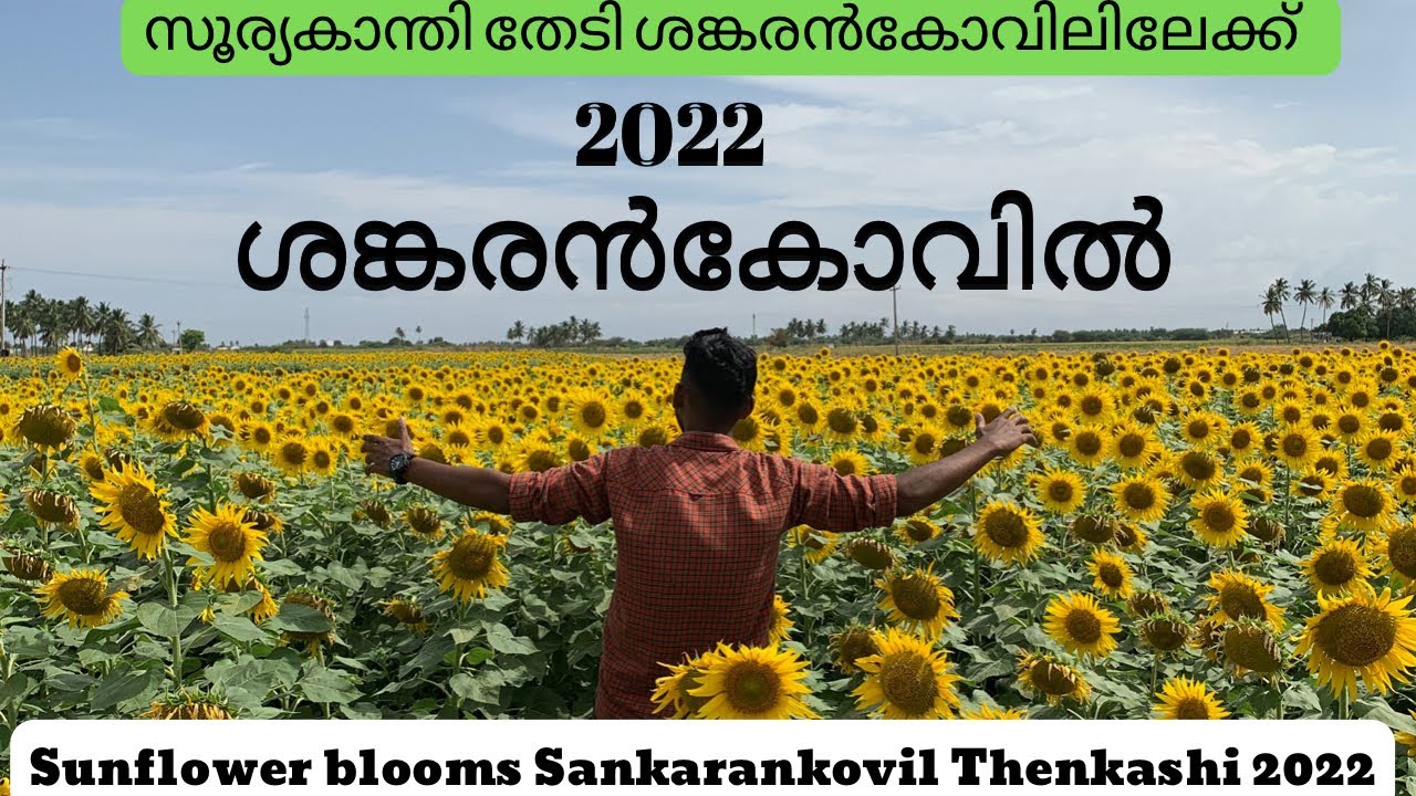 Sunflowers at Sankarankovil ശങ്കരൻകോവിലിലേക്ക് സൂര്യകാന്തി തേടി #sunflowers #sankarankovil #latest