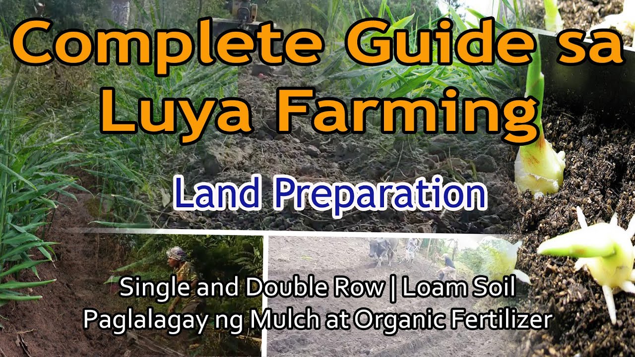 Land Preparation | Luya Farming | Single or Double Row |
