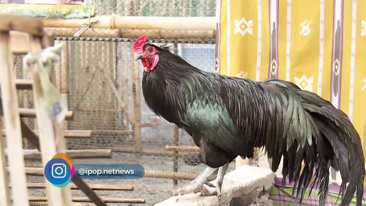 Trik Khusus Memelihara Ayam Hitam Sumatra - IPOP