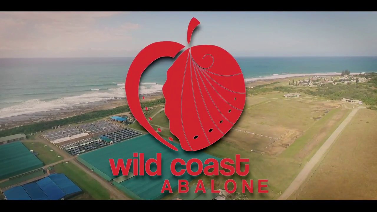 Wild Coast Abalone - Promo