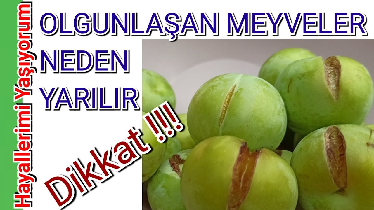 Olgunlaşan Meyveler Neden Yarılır