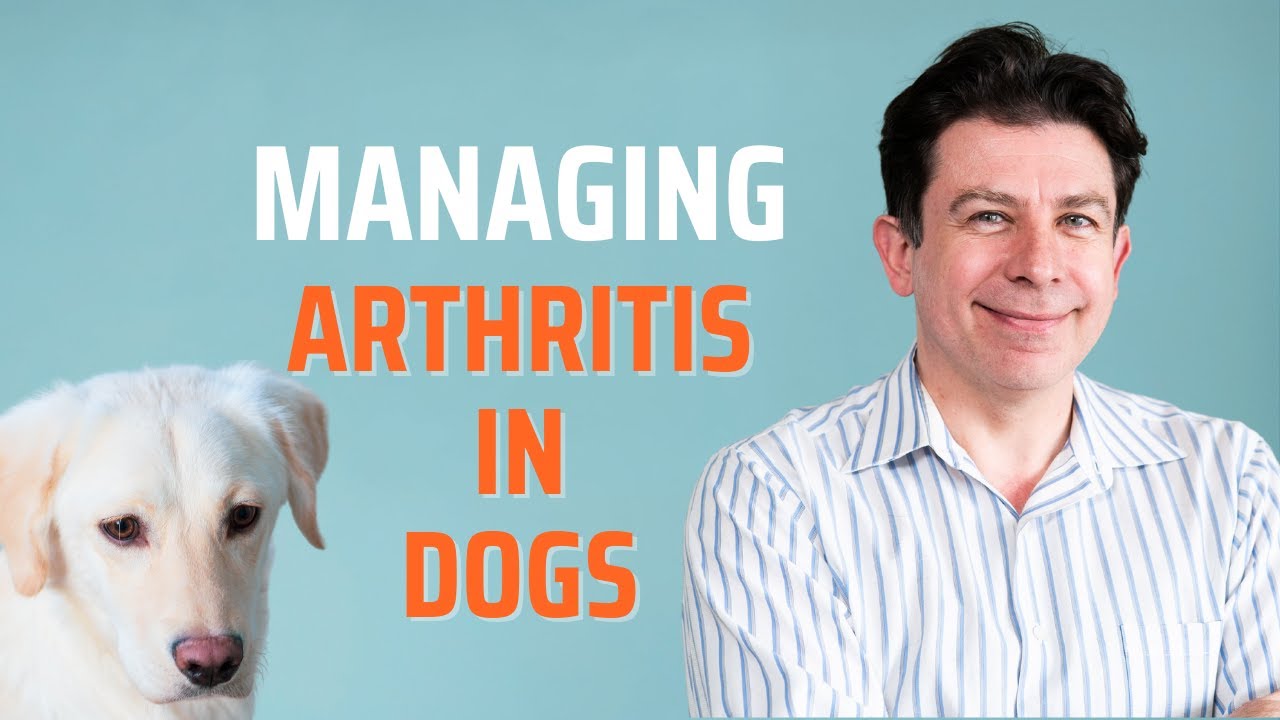 Managing Arthritis in dogs