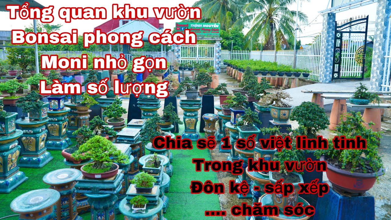 Vườn bonsai phong cách năm 2025 , chia sẽ cách sấp xếp cây dể chăm sóc