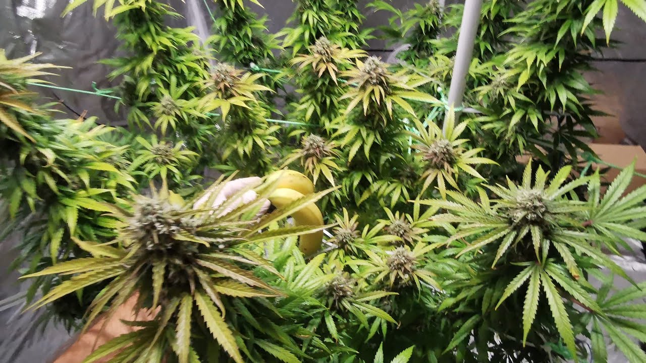 Fat Banana Royal Queen Seeds 1 Monster Plant